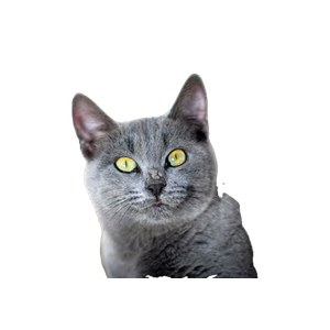 A Captivating Close Up Image Of A Gray Cat With Striking Yellow Eyes Casting A Shadow. 15283 - Cat PNG image with transparent background